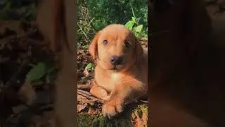 ⚠️ OMG So Cute Dogs - Best Funny Dog Videos 2021 ||| Funny Dog Videos #002