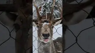 Funny Deer #animal #funny #memes #memesvideo #facts #relaxing #nature #naturelovers #