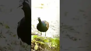 Jacana Bird 🐦  Original sound #ranadipwildlife #wildlifeshorts #viral #shorts