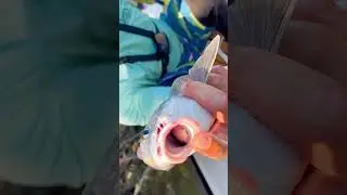 Catching Crabs for bait- Chokoloskee- 10K Islands # #fishing #everglades #crabs #bait #drums #fyp