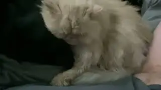 Purring machines