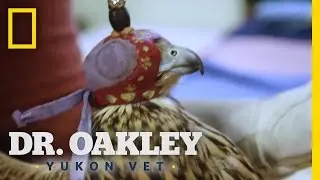 How to Find a Falcon | Yukon Do It
