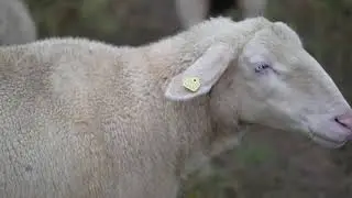 Sheep herd grazing in the fields of a farm. Free HD video footage