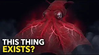 The Vampire Squid - Deep Sea Creature You Were Never Meant to See