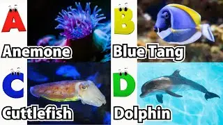 Alphabet Song with Sea Animals | ABC Learning Video for Preschool Kids | Koko Study Class