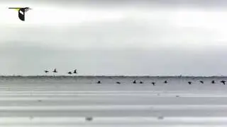 Migrating Hudsonian Godwits