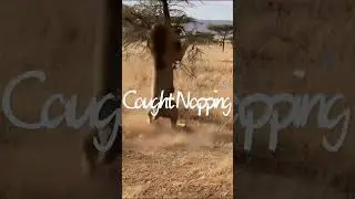 Caught Napping: Male Lion Startled by Roaring Lioness and Scrambles Up Tree #lion #lioness #roar