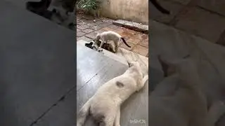Male cats hot argument for female|Cats fighting|40|