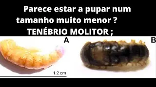 Ten&eacute;brio  molitor  virando pupa muito cedo ;