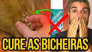 REMÉDIO P/ BICHEIRA DE CACHORRO COMO ELIMINAR BICHO DA MOSCA EM CÃES Com Larvas Sangrando e Coçando