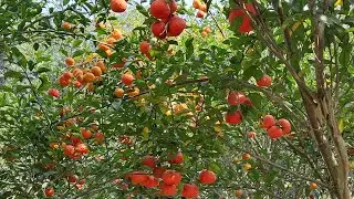 ওয়ান ডে উকেন্ডডে ট্রিপ #trip #garden #orangegarden #fruit #sudhirnursery #sendanga Episode No–72
