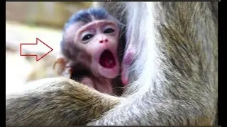 Lori cries angry it's mom Amari so hurt, It looks pity for newborn Lori so much, It cries cos angry