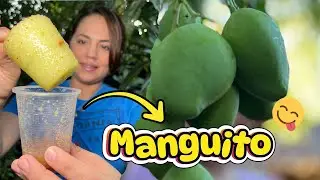 YA EMPEZ&Oacute; LA 🥭 TEMPORADA DE MANGOS EN CASA 😍