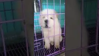 cute puppy #shorts