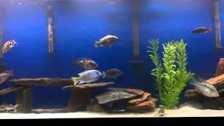 Relaxing Cichlids