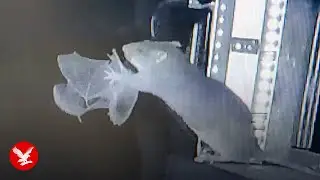 Rat snatches bat out of midair and eats it