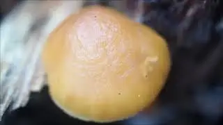 Gal&egrave;re margin&eacute;e (champignon mortel)
