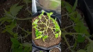 🔥🍃 #grow #plants #sativa #indica #hybrid #nature #indoor #flower #shorts #420 #Cannabis