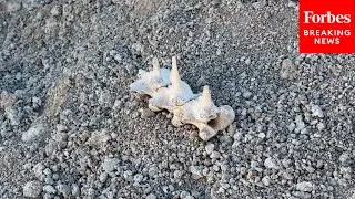 DRONE VIDEO: Aerial Footage Of Alleged Mass Grave Site Used By Assad Regime In Damascus, Syria