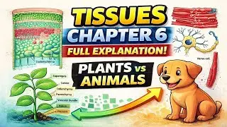Chapter 6 Tissues | Class 9 Science | Plant & Animal Tissues Explained Clearly in Hindi