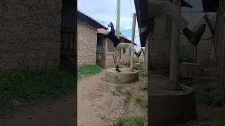 Ghetto vibes #reels #flip #foryou #tricks