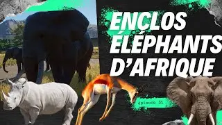 L'immense enclos des &eacute;l&eacute;phants, rhinos et springboks - Planet Zoo - &eacute;pisode 31