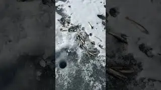 Долгожданная навага #music #rock #metal #metallica #song #fish #fishing #зимняярыбалка #рыбалкавидео