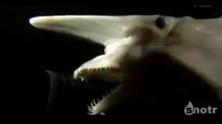 Prehistoric shark found alive off the coast of Japan