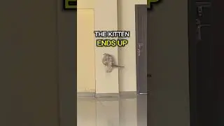 Kitten Falls #shorts #espedia #trending #kitten #cat #catmom #cutecats #catvideo #pets