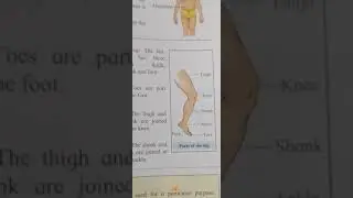 E.V.S Lno.15 Our Body