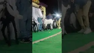 Hyderabadi goat show #goat #hyderabadichickenbiryani #goatfarming #goatlover#goats #goatfarm#sohrts