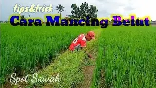 TIPS ~ Cara mancing belut dan cara cari lubangnya.Spot Sawah