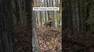 Deer hunting Kentucky #kentucky #deer #kentuckydeerhunting #bowhunting #whitetail #buckdeer