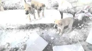 Kangal/gsd mix puppies