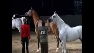 2012 Egyptian Event Class 63 Senior Champion Egyptian Stallions