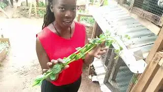 Urban rabbit farming