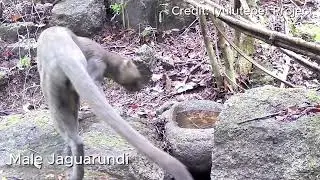 Jaguarundi in El Salvador!