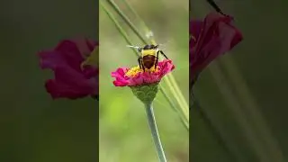 Canon 1300d 55-250mm iS ii lense photography test