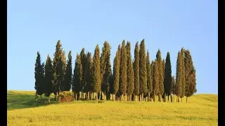 Ciprés - Jardinería