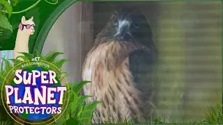 Kids Connection: animal rehabilitation at Roaring Brook Nature Center