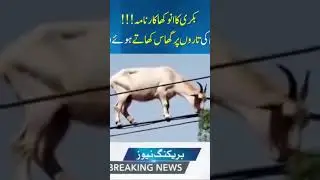 Unbelievable | goat on cable #cattleworld #1million #viralvideo #surprise