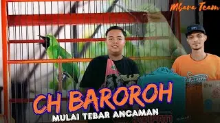 CUCAK HIJAU BAROROH MULAI TEBAR ANCAMAN 