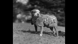Sergeant Stubby