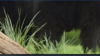 Spring black bear hunt applications open Jan. 15