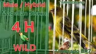 Hybrid 🦜 - Mule - Canary Training Song - 4 H - Magellan Siskin x Timbrado Español Mixto