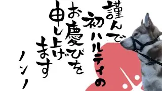 ノンノがハルティを装備したら、ビックリするくらい散歩が楽になった動画