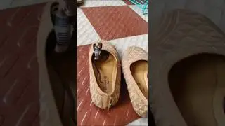snake in shoes #viral #shortsfeed #shorts #youtubeshorts #realvideo #funny #snake