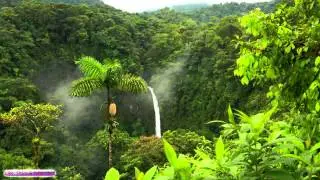 African Music | African Jungle | Relaxing Ambient Music