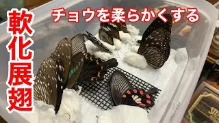 【昆虫標本】冷凍庫で固まった蝶を柔らかくして翅を整える方法【軟化展翅】