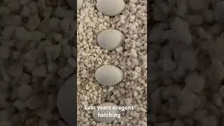 Hatching bearded dragons #eggs #nature #beautiful #reptile #cute #beardeddragon #australia #hatching